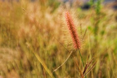 Close-up of stalks in field