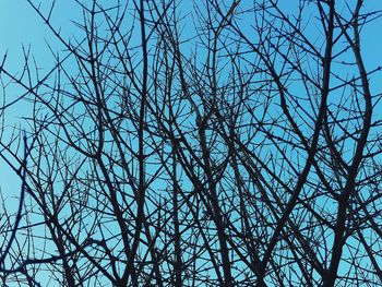 Low angle view of bare trees against blue sky