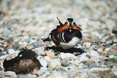 Close-up of a bird on rock