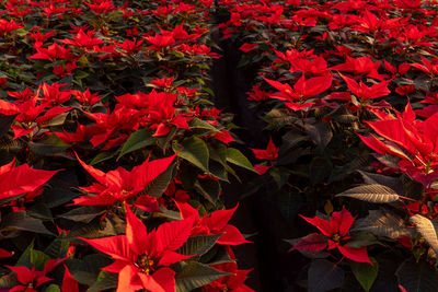 Close-up of red maple leaves on plant