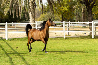 Arabian horse in stable