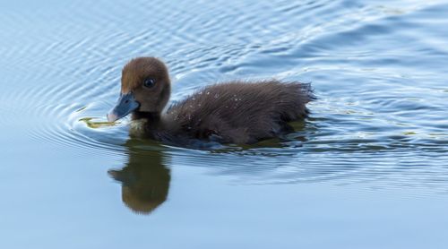 Close-up of duck swimming in lake