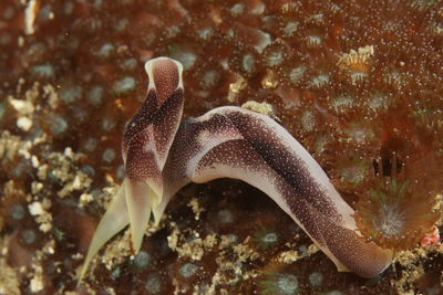 Close-up of fish swimming in sea