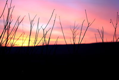 Silhouette plants on field against sky during sunset