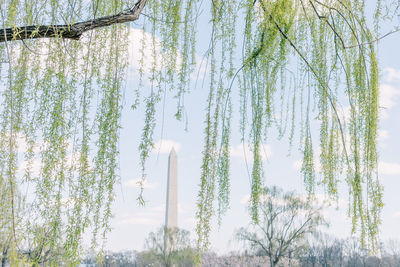 Low angle view of bamboo trees against sky