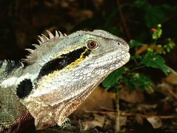 Close-up of iguana on field