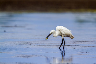 White duck in a lake