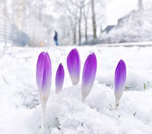 Close-up of purple flower buds in snow