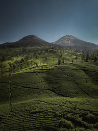 Kembang and sindoro mountain