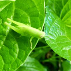 Full frame shot of green leaves