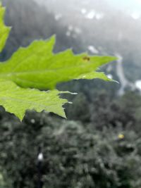 Close-up of plant