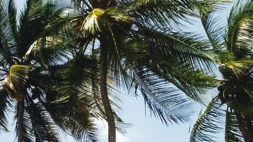 Low angle view of palm trees against the sky