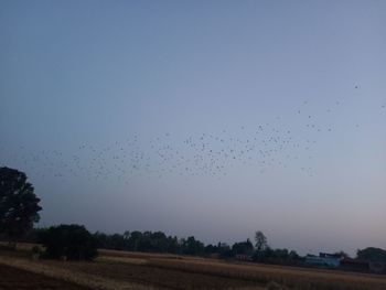 Flock of birds flying in the sky