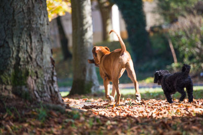 Dogs on tree trunk