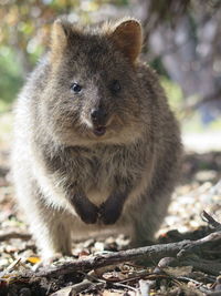 Close-up portrait of rabbit on field