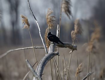 Close-up of bird perching on branch 