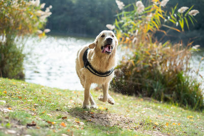 Dogs running on field