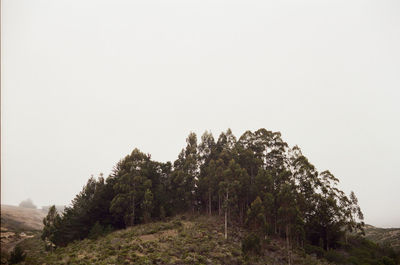 Trees on landscape against clear sky