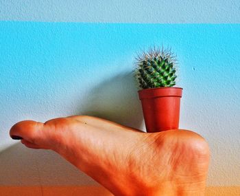 Close-up of cactus on wall