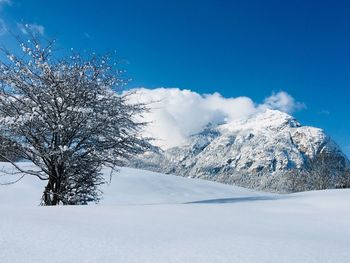 Scenic view of snow covered trees against blue sky