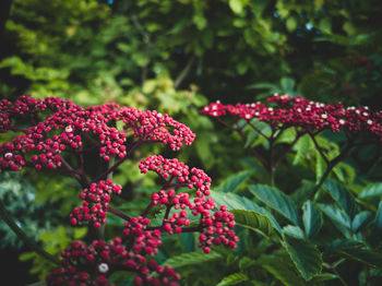 Close-up of red berries growing on plant
