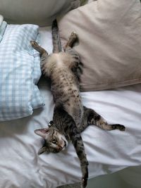 Close-up of cat sleeping on bed