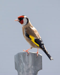 Close-up of bird perching on white background