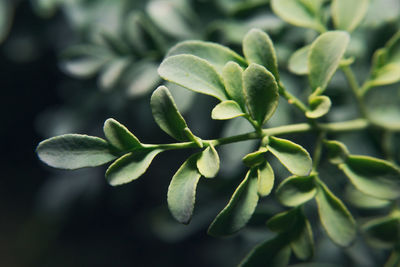 Close-up of green plant