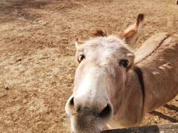 Close-up of a horse on field