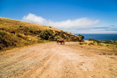 Cows on dirt road against sky