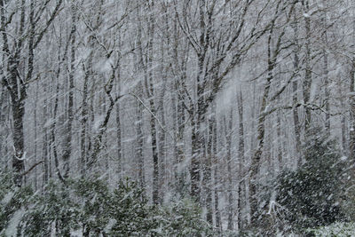 Close-up of bare trees in winter