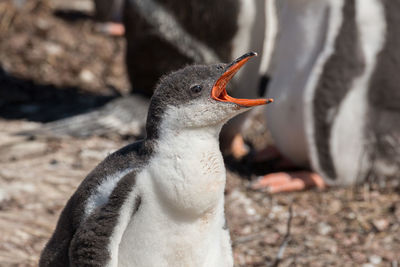 Close-up of a bird