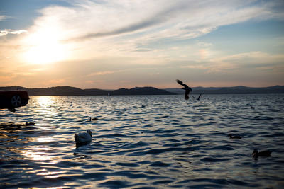 View of ducks swimming in sea