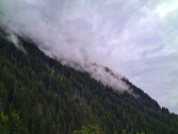 Scenic view of forest against sky