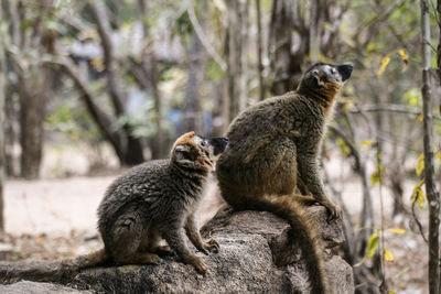 Close-up of cat sitting on tree