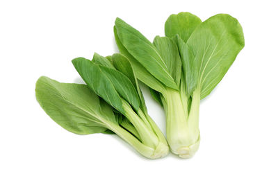 Close-up of green leaves against white background