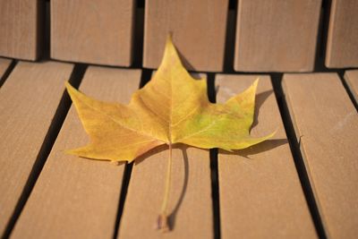 High angle view of maple leaf