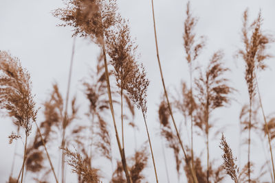 Close-up of stalks against sky during winter