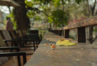 View of an animal on bench