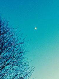 Bare tree against blue sky