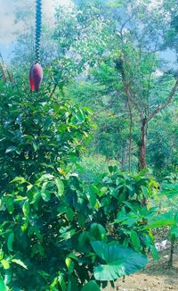 Red berries growing on tree