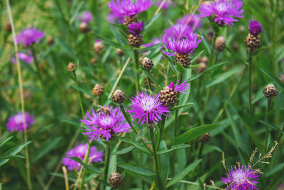 Close-up of bee on purple flowers