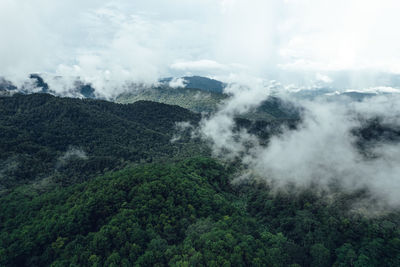 Pine forest in the mountains in the morning form above drone