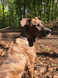 Dog looking away in forest