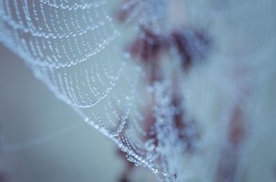 Close-up of spider on web