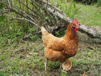 View of a bird on field