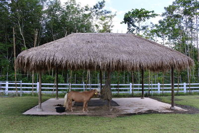 Horse cart on field against trees