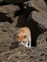 Portrait of cat sitting on rock