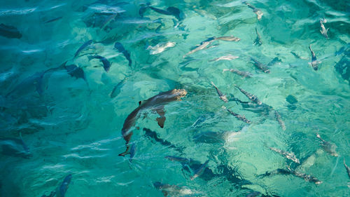 High angle view of bany shark swimming among school of fish abstract business opportunities