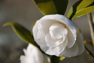 Close-up of white flowering plant